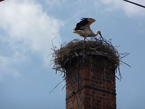 Ringe für junge Störche