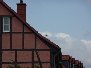 Ringe für junge Störche