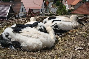 Jungst&ouml;rche beringt