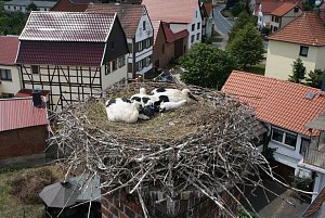 Jungst&ouml;rche beringt