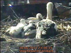Neues aus dem Storchennest