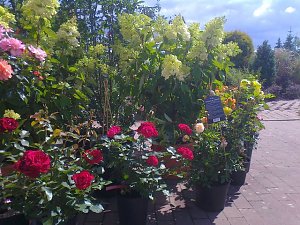 Rosenschautag in Ellrich