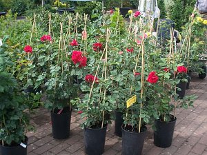 Rosenschautag in Ellrich