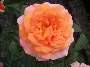 Rosenschautag in Ellrich
