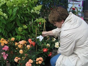 Rosenschautag in Ellrich