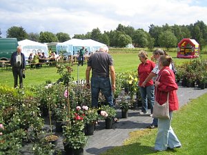 Rosenschautag in Ellrich