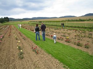 Rosenschautag in Ellrich