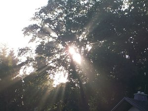 Camp-Tagebuch