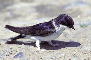Mehlschwalbe