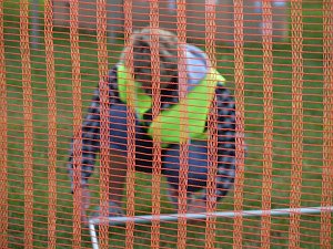 Halber Marathon