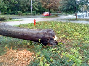 Umgest&uuml;rzter Baum
