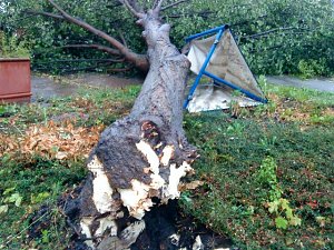 Umgest&uuml;rzter Baum