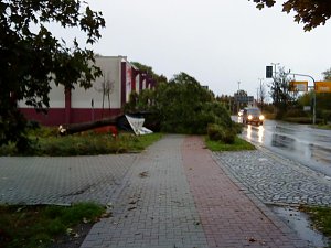 Umgest&uuml;rzter Baum