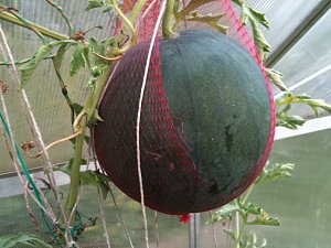 Reiche Ernte