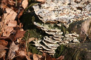 Natur entdecken