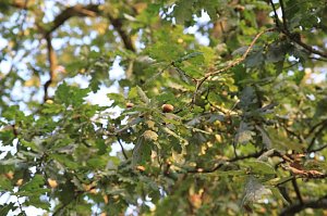 Natur entdecken