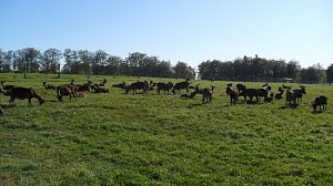 Ziegenalm Sophienhof