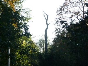 Walk in the Park