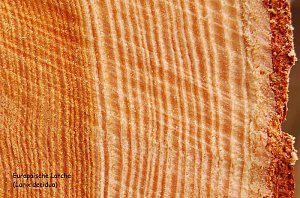Europ&auml;ische L&auml;rche-Baum des Jahres 2012
