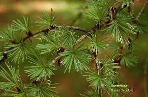 Europ&auml;ische L&auml;rche-Baum des Jahres 2012