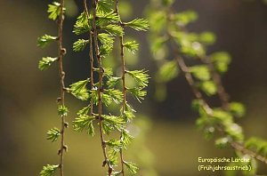Baum des Jahres