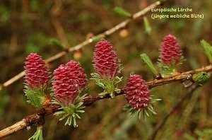 Baum des Jahres