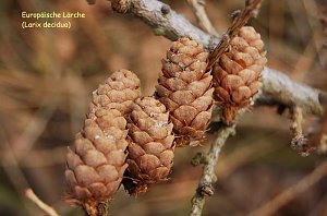 Baum des Jahres