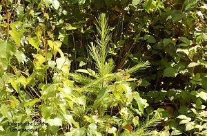 Baum des Jahres