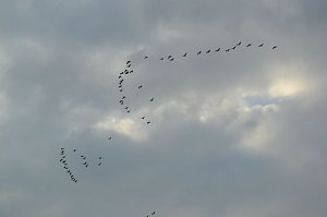 Kraniche ziehen