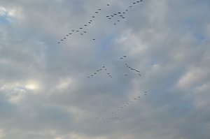 Kraniche ziehen