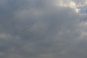 Kraniche ziehen