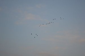 Kraniche ziehen