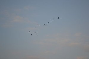 Kraniche ziehen