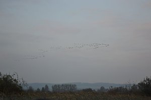 Kraniche ziehen