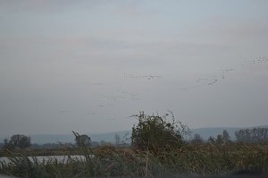 Kraniche ziehen