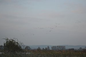 Kraniche ziehen