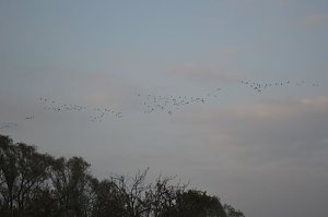 Kraniche ziehen
