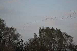 Kraniche ziehen