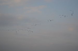 Kraniche ziehen