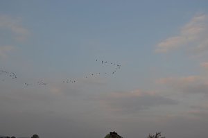Kraniche ziehen