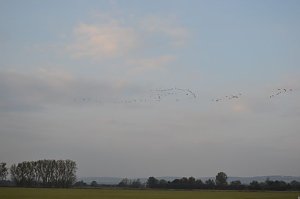 Kraniche ziehen