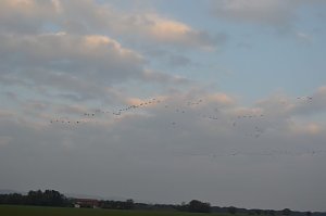 Kraniche ziehen