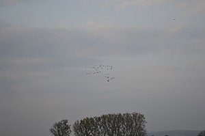 Kraniche ziehen