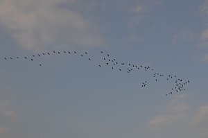 Kraniche ziehen
