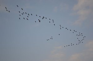 Kraniche ziehen