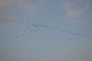 Kraniche ziehen