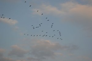 Kraniche ziehen