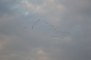 Kraniche ziehen