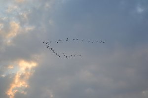 Kraniche ziehen