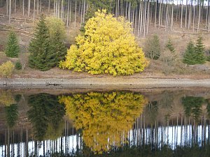 Im Harz entdeckt
